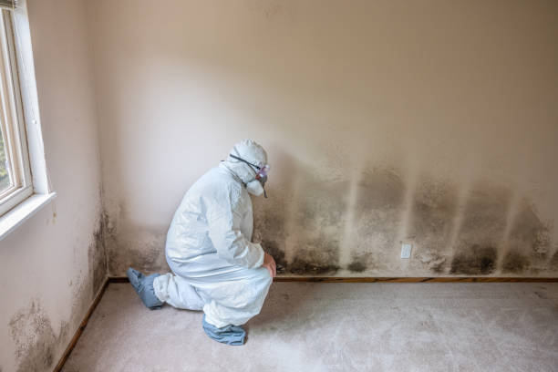 Mold Removal and Inspection in Roselle, NJ