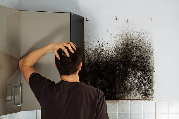 Trusted Roselle, NJ Mold Removal Experts