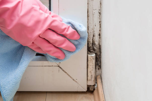 Home Mold Removal in Roselle, NJ